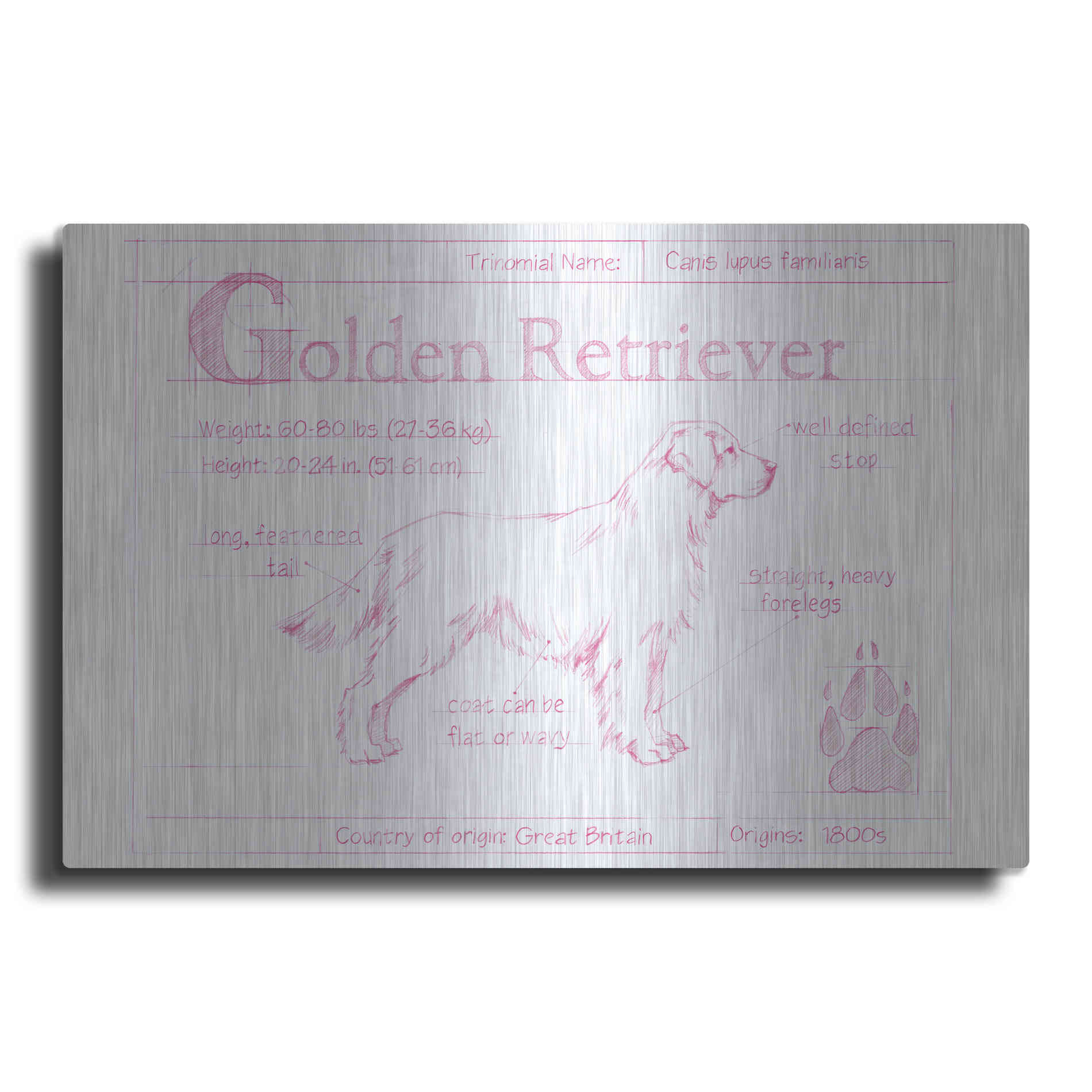 Luxe Metal Art 'Blueprint Golden Retriever in Pink' by Ethan Harper Metal Wall Art