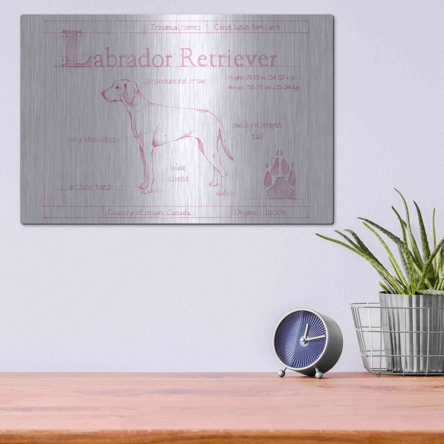 Luxe Metal Art 'Blueprint Labrador Retriever in Pink' by Ethan Harper Metal Wall Art,16x12