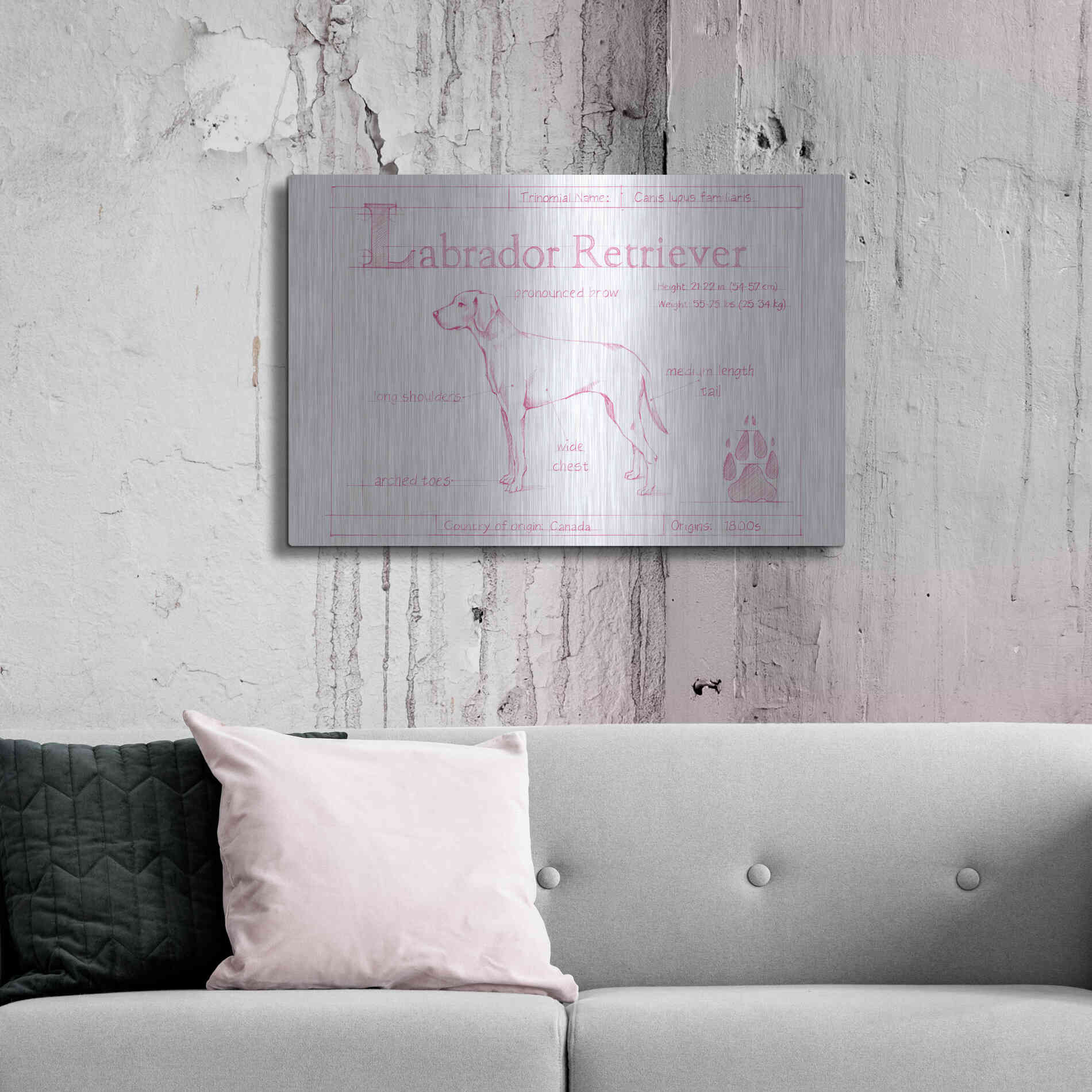 Luxe Metal Art 'Blueprint Labrador Retriever in Pink' by Ethan Harper Metal Wall Art,36x24