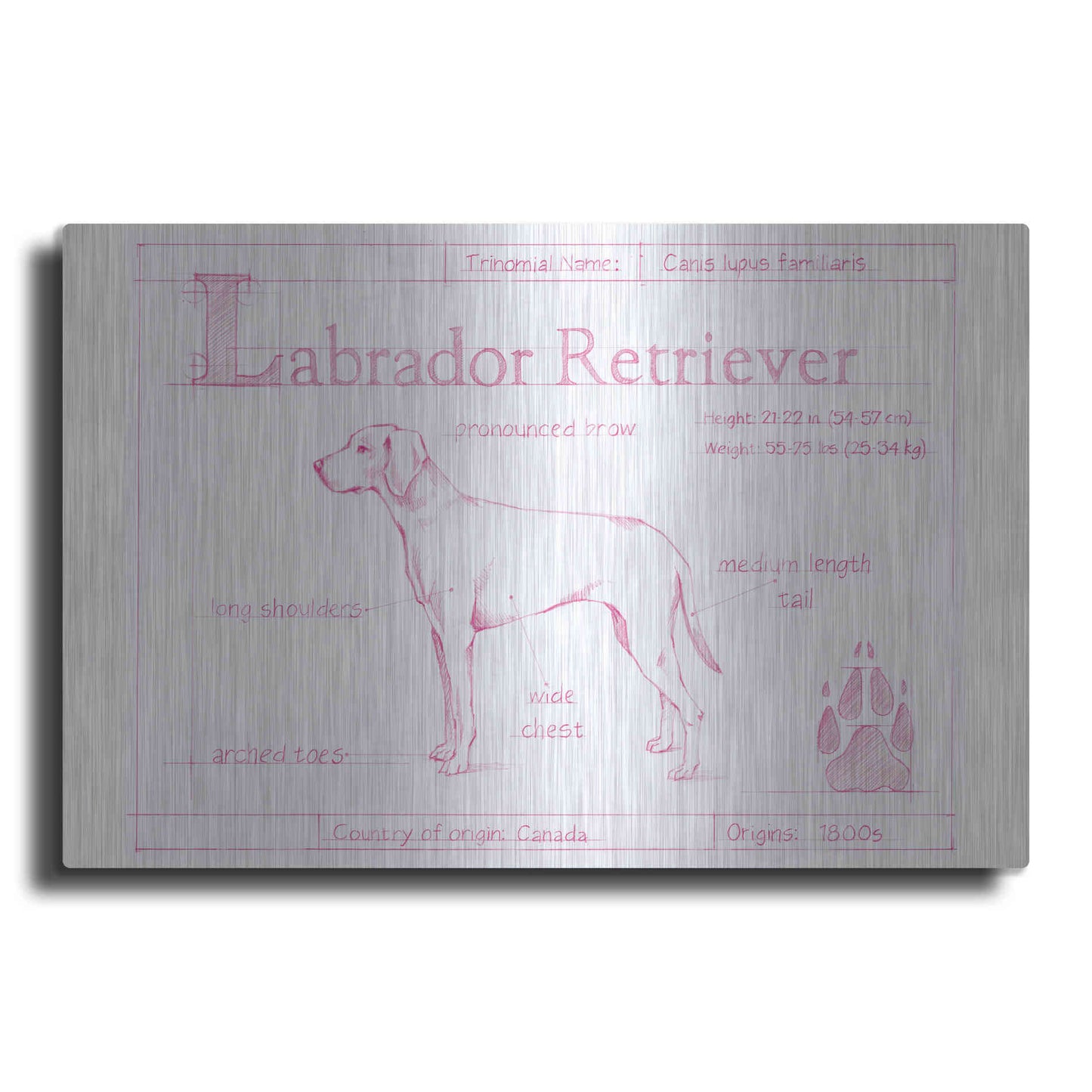 Luxe Metal Art 'Blueprint Labrador Retriever in Pink' by Ethan Harper Metal Wall Art