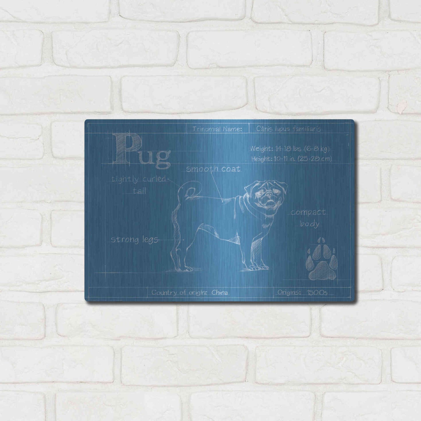 Luxe Metal Art 'Blueprint Pug' by Ethan Harper Metal Wall Art,16x12