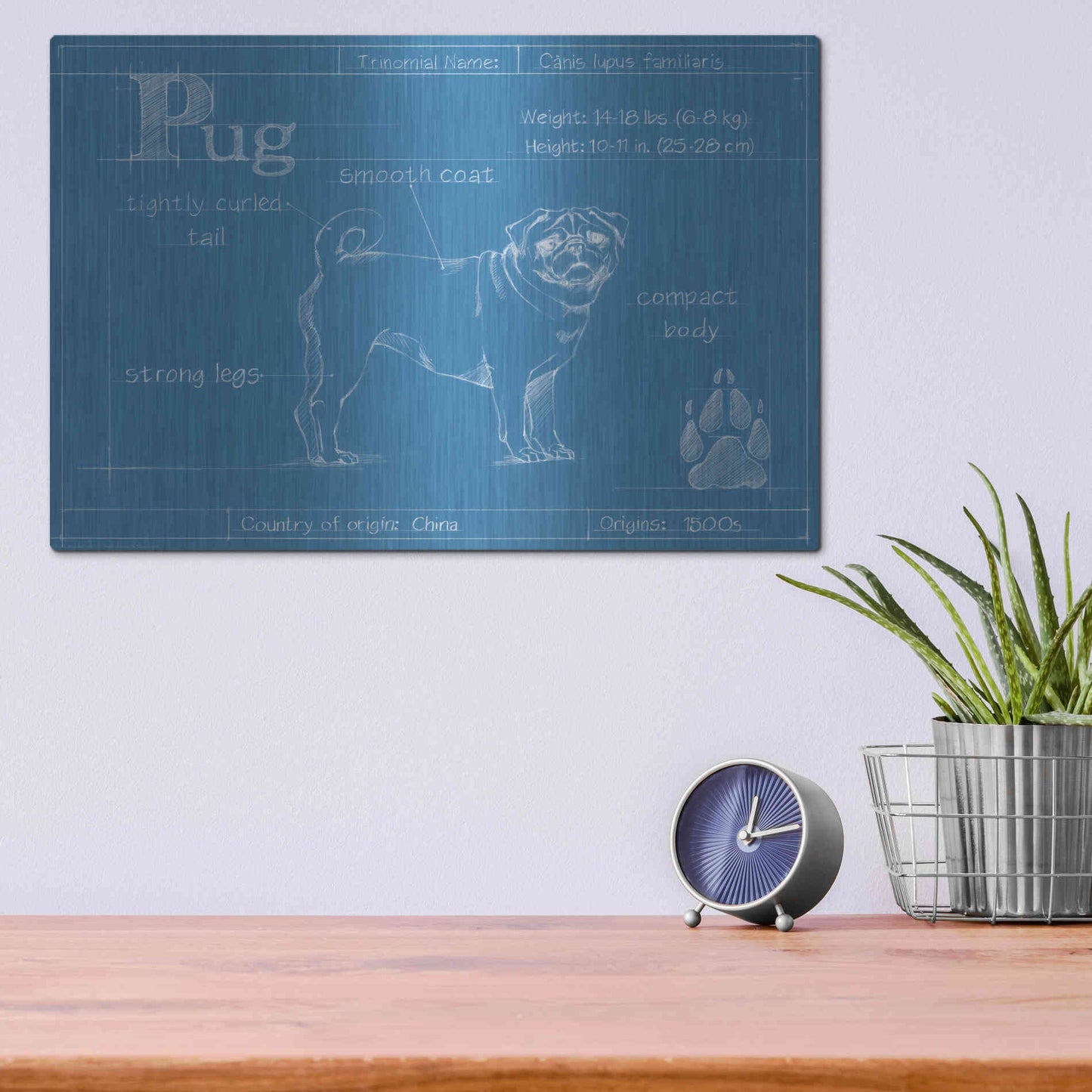 Luxe Metal Art 'Blueprint Pug' by Ethan Harper Metal Wall Art,16x12