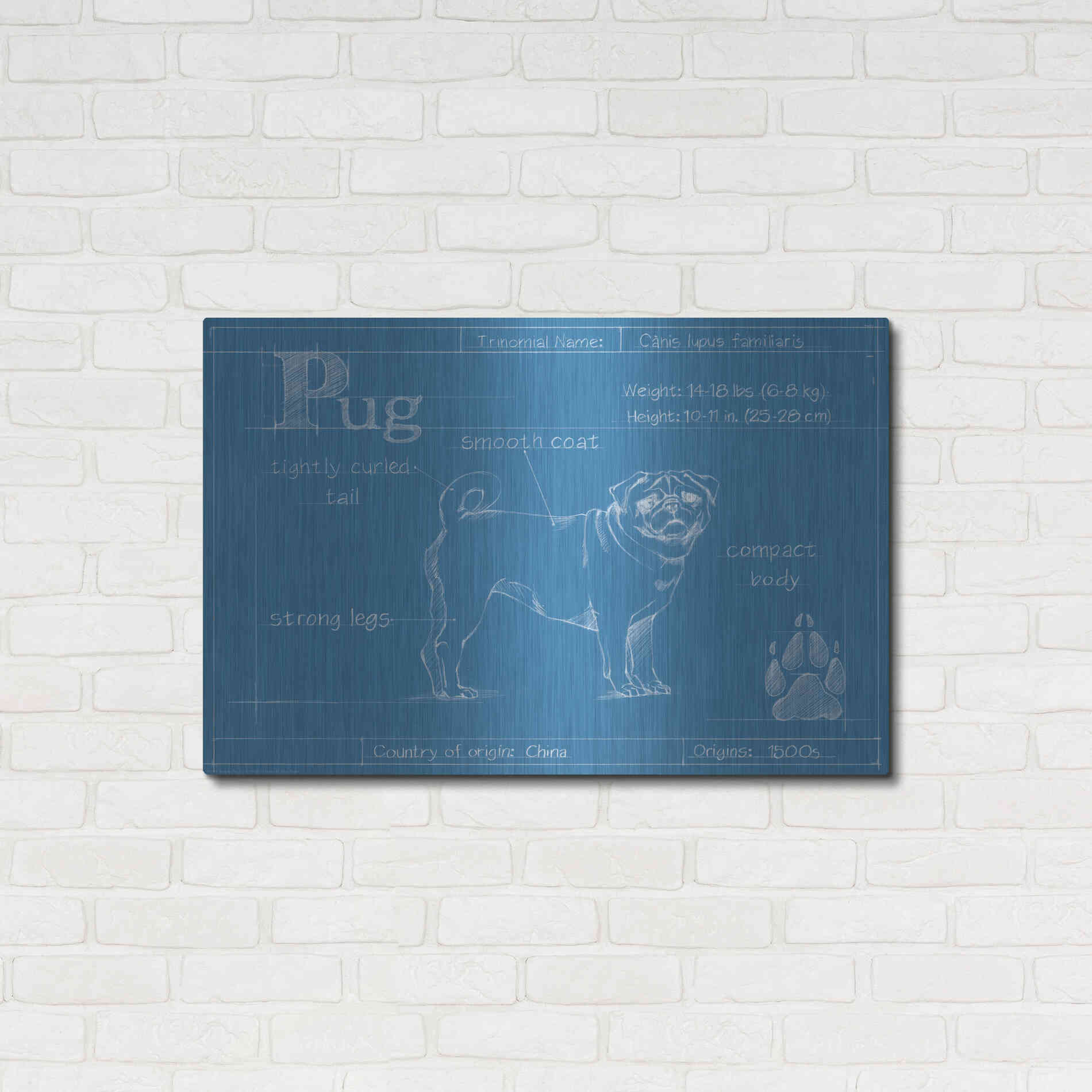 Luxe Metal Art 'Blueprint Pug' by Ethan Harper Metal Wall Art,36x24