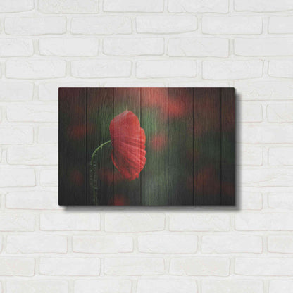 Luxe Metal Art 'Wood Series: A Red Poppy', Metal Wall Art,24x16