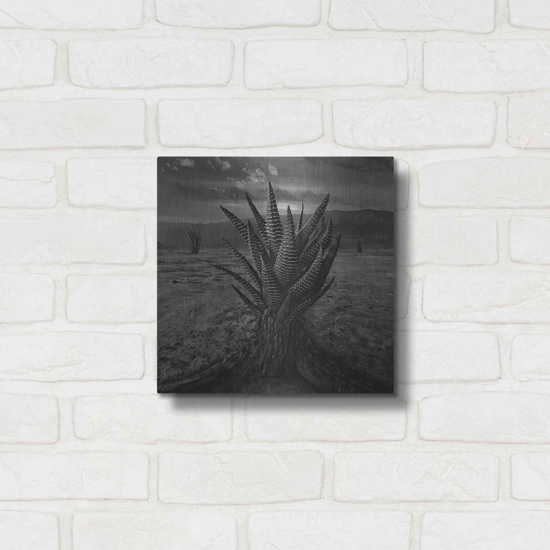 Luxe Metal Art 'Cactus' by Dariusz Klimczak, Metal Wall Art,12x12