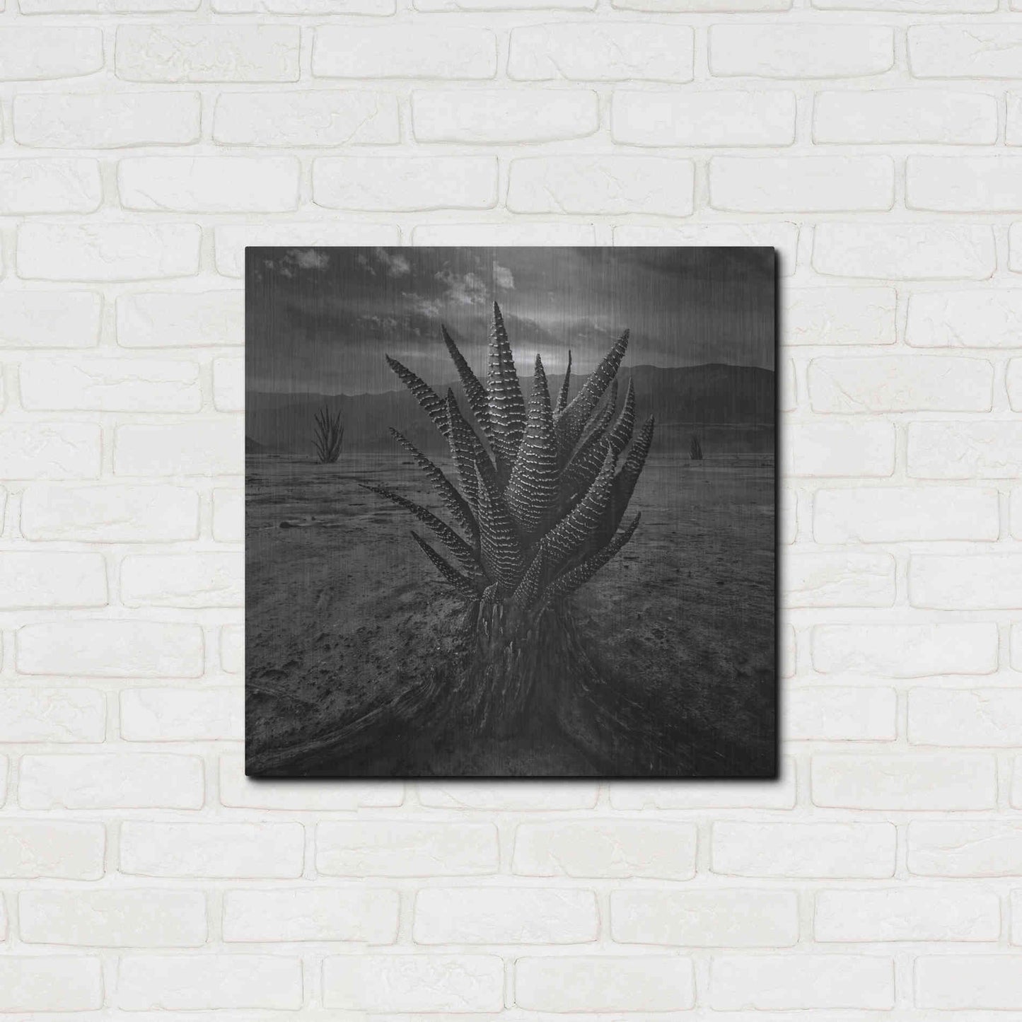 Luxe Metal Art 'Cactus' by Dariusz Klimczak, Metal Wall Art,24x24