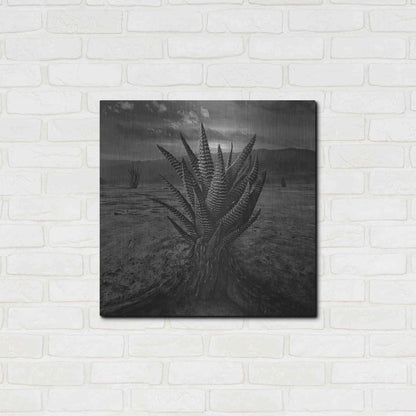 Luxe Metal Art 'Cactus' by Dariusz Klimczak, Metal Wall Art,24x24