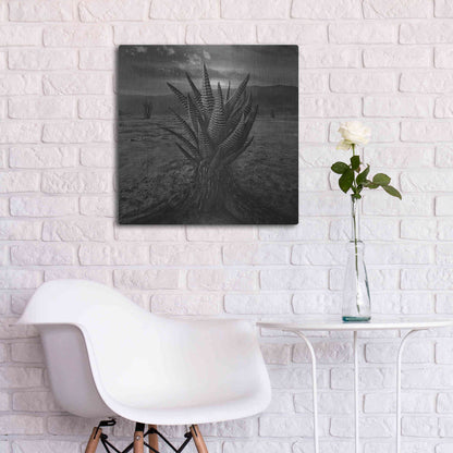 Luxe Metal Art 'Cactus' by Dariusz Klimczak, Metal Wall Art,24x24