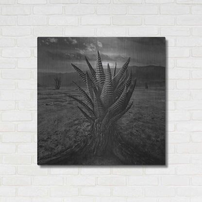 Luxe Metal Art 'Cactus' by Dariusz Klimczak, Metal Wall Art,36x36