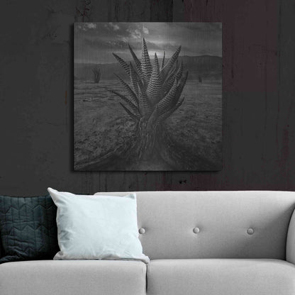 Luxe Metal Art 'Cactus' by Dariusz Klimczak, Metal Wall Art,36x36