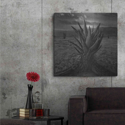 Luxe Metal Art 'Cactus' by Dariusz Klimczak, Metal Wall Art,36x36