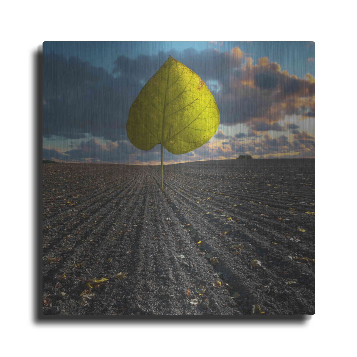Luxe Metal Art 'Listen to Listek' by Dariusz Klimczak, Metal Wall Art