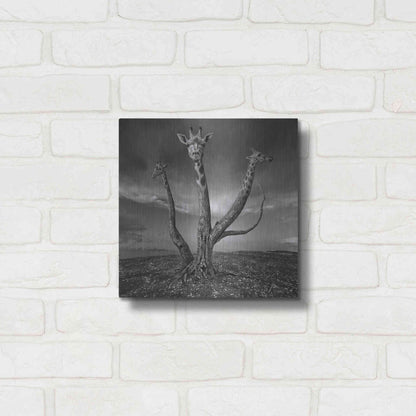 Luxe Metal Art 'Giratree' by Dariusz Klimczak, Metal Wall Art,12x12