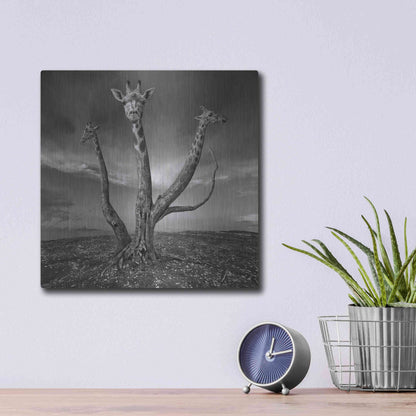 Luxe Metal Art 'Giratree' by Dariusz Klimczak, Metal Wall Art,12x12
