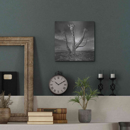 Luxe Metal Art 'Giratree' by Dariusz Klimczak, Metal Wall Art,12x12