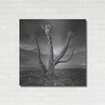 Luxe Metal Art 'Giratree' by Dariusz Klimczak, Metal Wall Art,36x36